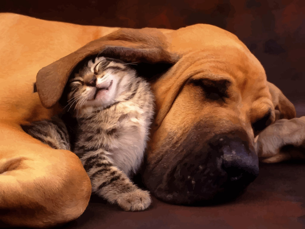 Kitten and Hound Dog