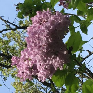 The beauty of spring lilacs