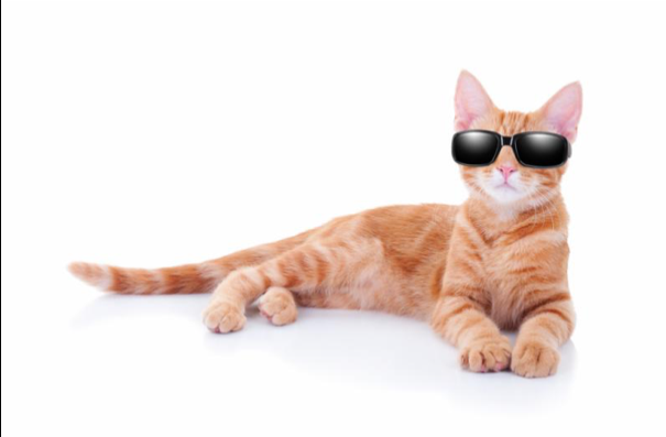 Cool Cat Wearing Shades
