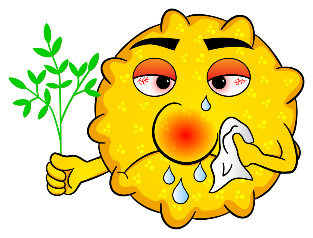 Pollen holding ragweed shows allergy with tears dripping and a red runny nose