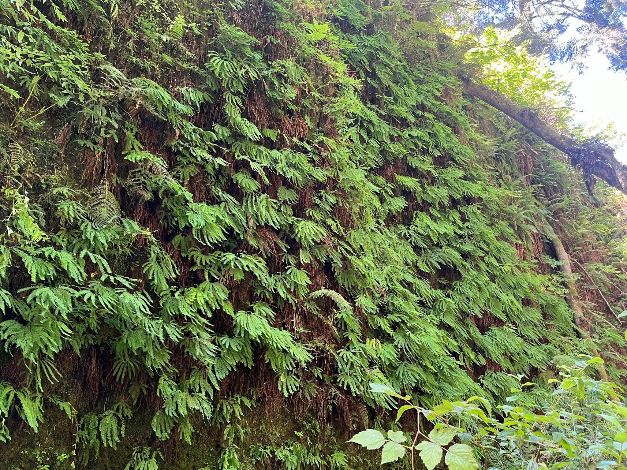 Fern Wall